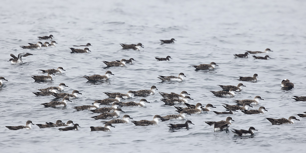 mainly Great shearwaters